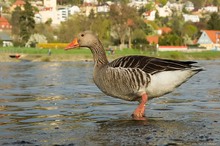 Stadtgans (Anser anser urbanicus)