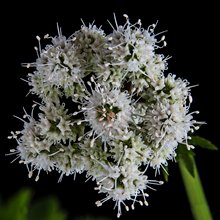 Sanikelblüte 2