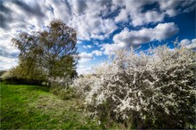 Frühling