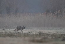 Wolf im Nebel