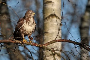 Mäusebussard