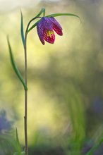 eine Schachbrettblume