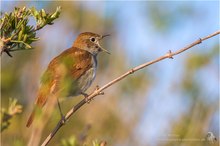 Nachtigall (Luscinia megarhynchos)