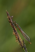 Glänzende Aussichten