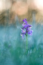 Anacamptis morio