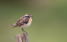 Braunkehlchen