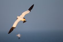 Wie ein Sturmvogel