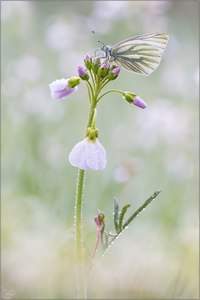 Pieris napi