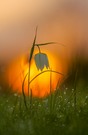 Schachbrettblume im ersten Sonnenlicht