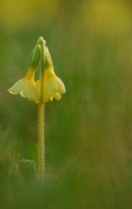 Schlüsselblume