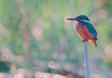 Eisvogel mit Flaires