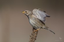 Grauammer - Charaktervogel meiner Heimat