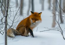 auf mäuse unter dem schnee lauschend