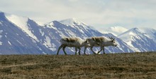 Spitzbergen - Rentiere