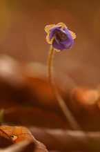 Leberblümchen