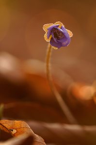 Leberblümchen