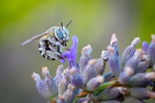 Anthophora bimaculata