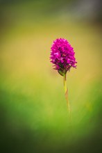 Purpurblütige Fingerwurz (Dactylorhiza purpurella)