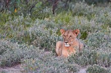 Morgenstimmung im Etosha National Park