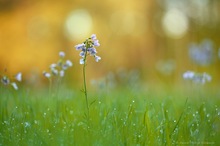 Wiesenschaumkraut