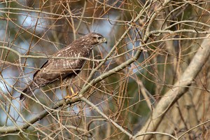 Mäusebussard