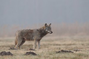 ein schlechter Tag für den Wolf in Deutschland