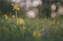 Schlüsselblume im Kringelland