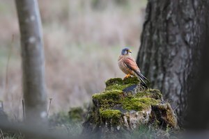 Turmfalke im Moor