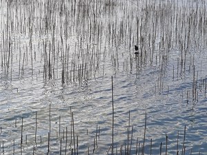 Teichhuhn im Schilf