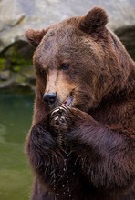 Teddy beim Apfel essen.