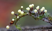 Lamproderma columbinum