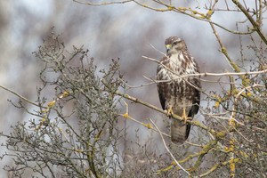 Mäusebussard