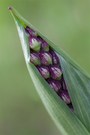 Purpurknabenkraut, Orchis purpurea