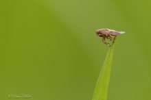 Wiesenschaum Zikade