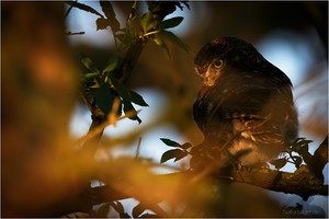 Erstes Licht