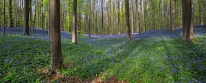 Festival in blau - Hasenglöckchen