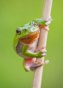 Europäischer Laubfrosch II