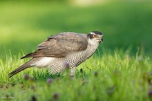 Der Habicht mit Blümchen