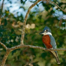 Rotbrustfischer (Megaceryle torquata)