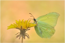 Gonepteryx rhamni