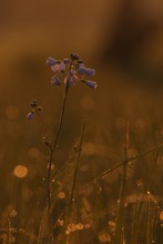 Wiesenschaumkraut im Morgenlicht