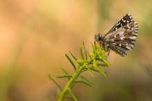 Kleiner Würfel-Dickkopffalter (Pyrgus malvae)