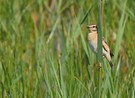 Braunkehlchen im Schilf