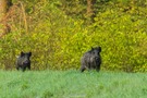 Wildschweine am Sonntagmorgen