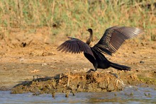 Schlangenhalsvogel