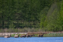 Badetag an Brandenburger Seen