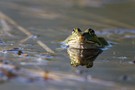 Wasserfrosch