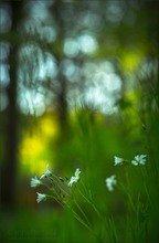 Viele kleine weiße Blümchen