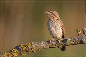 ~Naturfotografenträume~