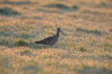 Brachvogel